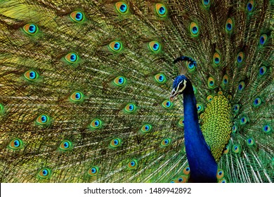 indian peacock -beautiful bird-peafowl-walk time peacock-water drink time peacock-white peacock-birds