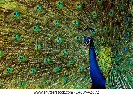 indian peacock -beautiful bird-peafowl-walk time peacock-water drink time peacock-white peacock-birds