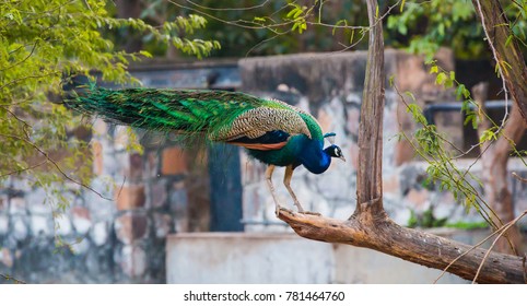 Indian Peacock, National Zoological Park, New Delhi, India