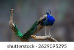 Indian Peacock (Pavo cristatus) Sitting on Tree Branch