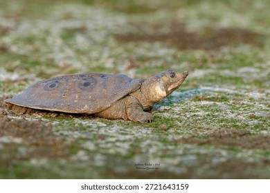 Indian peacock softshell turtle
Vulnerable species
Assam