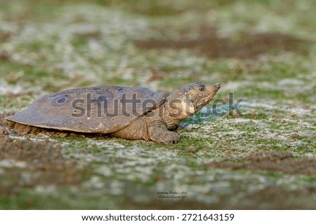Indian peacock softshell turtle
Vulnerable species
Assam
