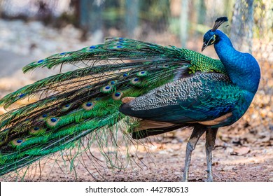 Indian Peacock Species