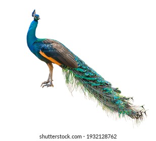 272,799 Peacock Images, Stock Photos & Vectors | Shutterstock