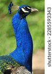 Indian peafowl blue (Pavo cristatus) portrait