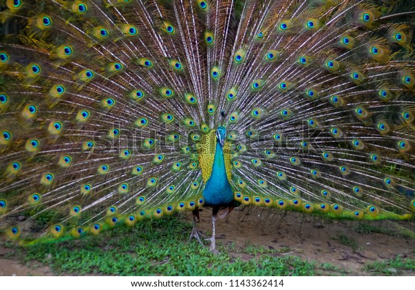 700 Gambar Burung Merak Terbaik 700 Gambar Burung Merak Terbaik