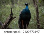 Indian Peafowl male - Pavo cristatus