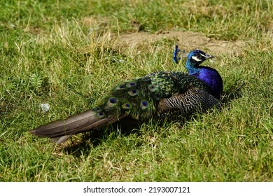 Indian Peafowl Male Resting (Pavo Cristatus) Phasianidae Family.