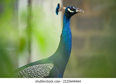 Indian Peafowl, Pavo Cristatus, Detail Head Portrait, Blue And Green Exotic Bird From India And Sri Lanca.