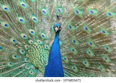 The Indian Peafowl Pavo Cristatus Male During Mating Call