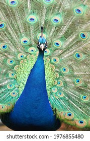 The Indian Peafowl Pavo Cristatus Male During Mating Call