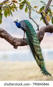 indian peafowl - peacock- in Kanha National Park in India
 - Shutterstock ID 790045846