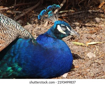 Indian Peafowl Peacock Sleeping Eyes Closed Stock Photo 2193499837 ...