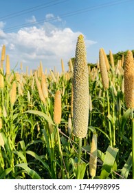 Its A Indian Pearl Millet