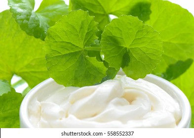 Indian Pennywort (Centella Asiatica (L.) Urban.) Anti-aging Skin Care Product.