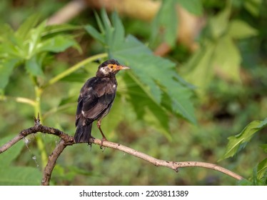 Indian Pied Myna Is A Species Of Starling Found In The Indian Subcontinent.