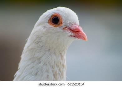 Indian Pigeon Face