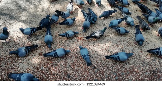 Indian Pigeon Known As Racing Homer