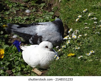 Indian Pigeon OR Rock Dove - The rock dove, rock pigeon, or common pigeon is a member of the bird family Columbidae. In common usage, this bird is often simply referred to as the 
