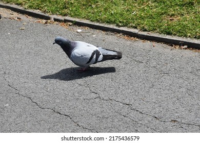 Indian Pigeon OR Rock Dove - The rock dove, rock pigeon, or common pigeon is a member of the bird family Columbidae. In common usage, this bird is often simply referred to as the "pigeon
