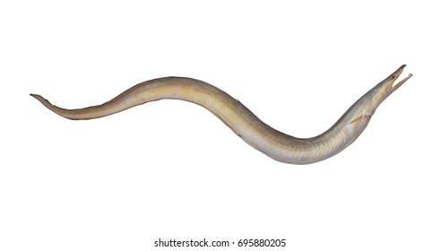 Indian Pike Conger Congerpike Eel Isolated Stock Photo 695880205 ...