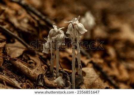 Indian Pipe or Ghost Plant emerges from the dead leaves on the forest floor