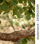 Indian pitta or Pitta brachyura beautiful colorful nine colors bird perched on branch of tree summer season visitor in natural green background at ranthambore national park forest tiger reserve india