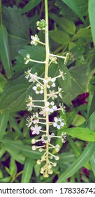 Indian Pokeweed Hd Stock Images Shutterstock