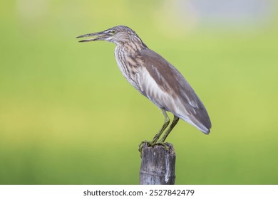 Indian Pond Heron (Ardeola grayii) perched close-up. The Indian Pond Heron is a small, stocky bird found near wetlands. It has striking plumage during breeding season and stealthy hunting. - Powered by Shutterstock