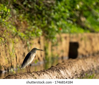 Indian Pond Heron Is Standing In A Paddy Field Enjoying The Sun Rise