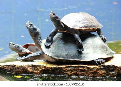 Indian Pond Terrapin Other Words Black Stock Photo (Edit Now) 1389925106