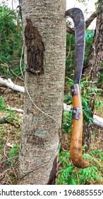 A Indian Primitive Farming Tool Called Billhook Is Cutting A Trunk Of A Tree  