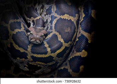 Indian Python.