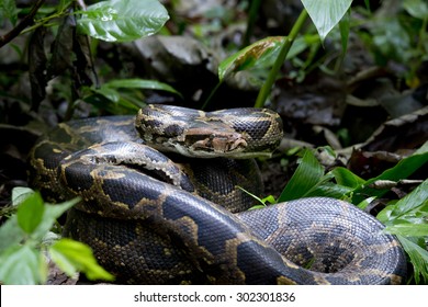 Indian Python In Habitat