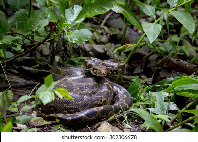 Indian Python In Habitat