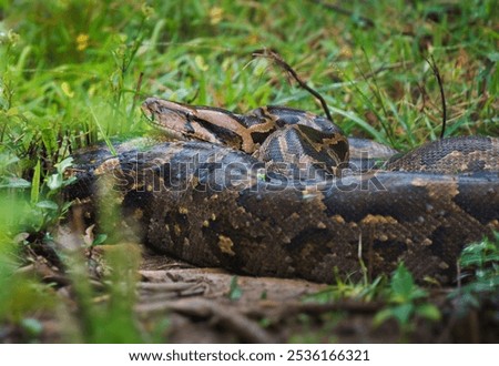 Indian python Python molurus is large snake native to Indian subcontinent and Southeast Asia, also called black-tailed or Indian rock or Asian rock python, big snake on grass in Sri Lanka