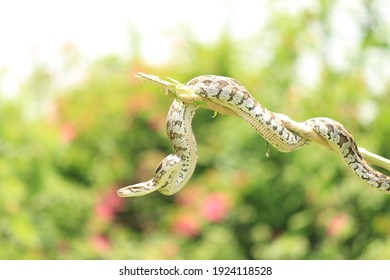 Indian Python On The Tree