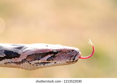 Indian python snake close-up with tongue.