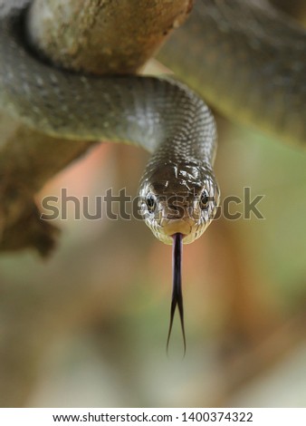 it's an Indian Rat-snake climbing down from e mango tree