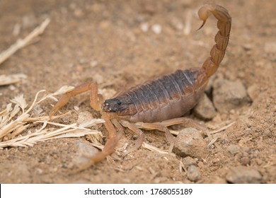 Indian Red Scorpion Resting In Attack Position And Waiting For Prey