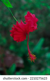 Indian Red Shoeblack Plant Closeup 