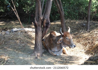 indian red spotted cow photo
