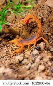 Indian Red Tail Scorpion, Hotenttota tamulus, Saswad, Pune District, Maharashtra