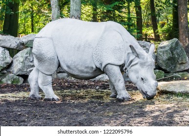 Indian Rhino Beautiful Animal Closeup Portrait Rare Endangered Species