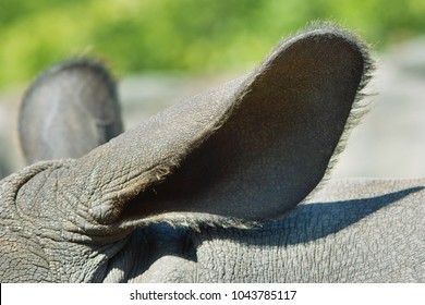 Indian Rhino Close Up Of Ear