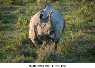 791 Kaziranga rhino Images, Stock Photos & Vectors | Shutterstock