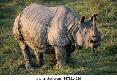 An Indian Rhino At Kaziranga National Park