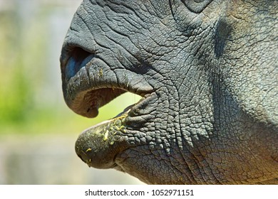 Indian Rhino Mouth Close Up