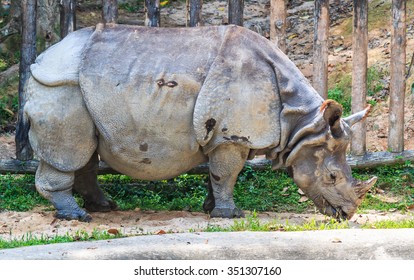 Indian Rhinoceros