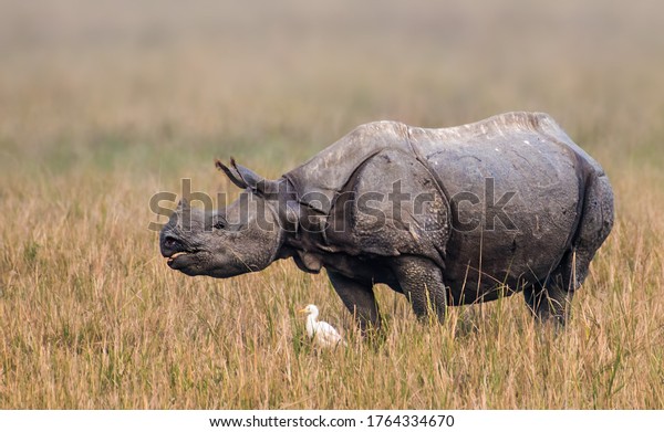 The Indian rhinoceros, also called\
the greater one-horned rhinoceros and great Indian rhinoceros, is a\
rhinoceros species native to the Indian\
subcontinent.